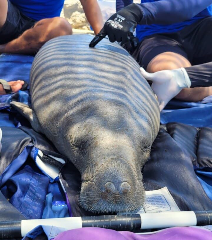 Pescadores rescatan en Parque Tayrona un manatí juvenil herido