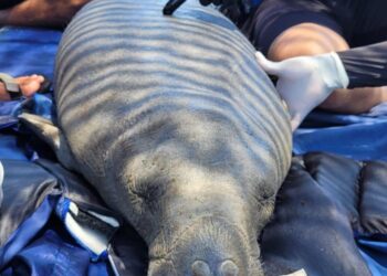 Pescadores rescatan en Parque Tayrona un manatí juvenil herido