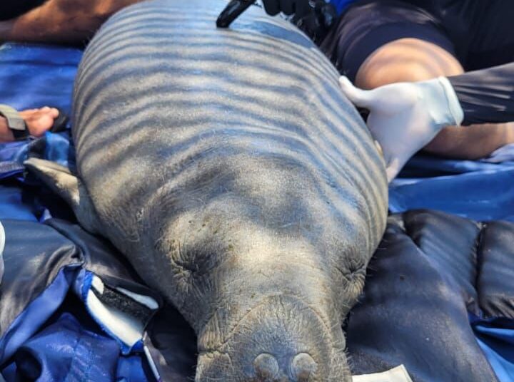Pescadores rescatan en Parque Tayrona un manatí juvenil herido