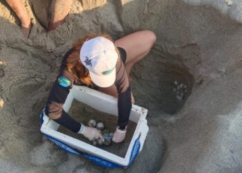 Tortuga marina desovó 110 huevos en la playa de Mendihuaca, en Santa Marta