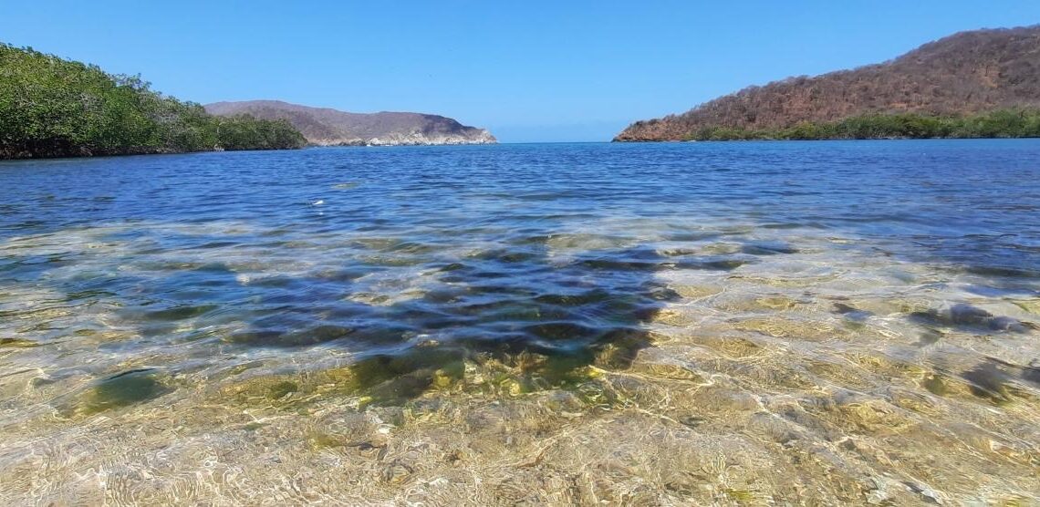Descubren coexistencia de corales y manglares en playa del Parque Tayrona
