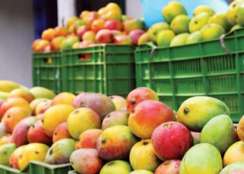 Magdalena participó en la primera exportación de mango de azúcar hacia Estados Unidos