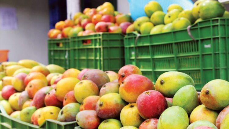 Magdalena participó en la primera exportación de mango de azúcar hacia Estados Unidos