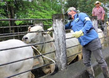 10 millones de bovinos protegidos contra la aftosa en Colombia: FNG