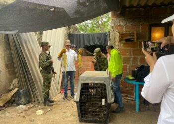 En una casa de Remolino, recuperan 234 babillas y capturan a un hombre