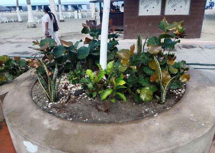 ¡A cuidar las áreas verdes del Camellón de El Rodadero!