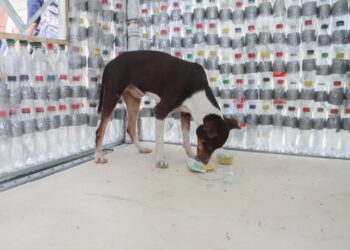 En Santa Marta: fabrican viviendas para caninos con botellas PET