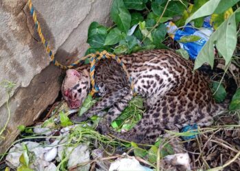 Salvan vida de tigrillo arrastrado por la corriente del río, en el Magdalena