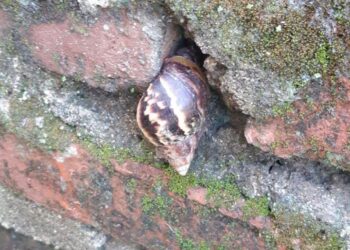Presencia de Caracol Africano en corregimiento de Palmor