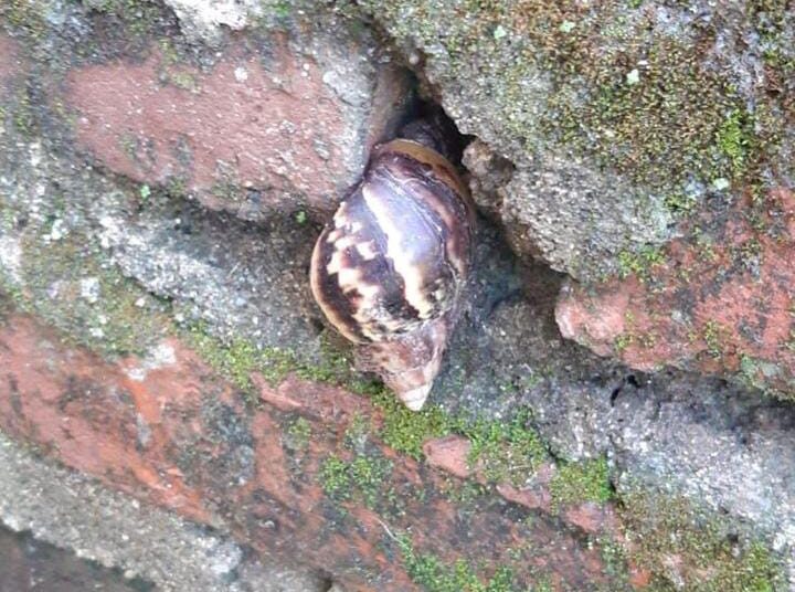 Presencia de Caracol Africano en corregimiento de Palmor