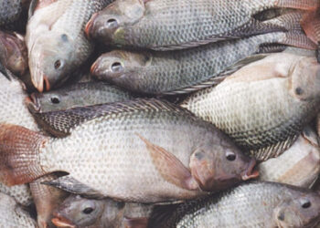 Emergencia sanitaria por bacteria que afecta a peces de cultivo en Magdalena