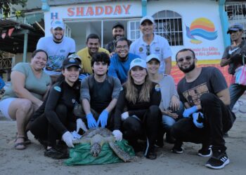 Investigadoras de UNIMAGDALENA crean potencial cura a enfermedad en tortugas marinas