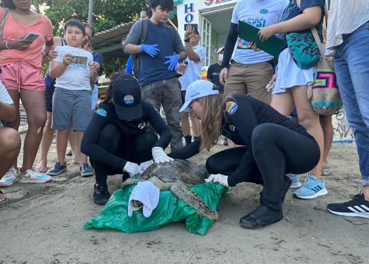 Tortuga Verde con un virus letal fue sanada y devuelta al mar en Santa Marta