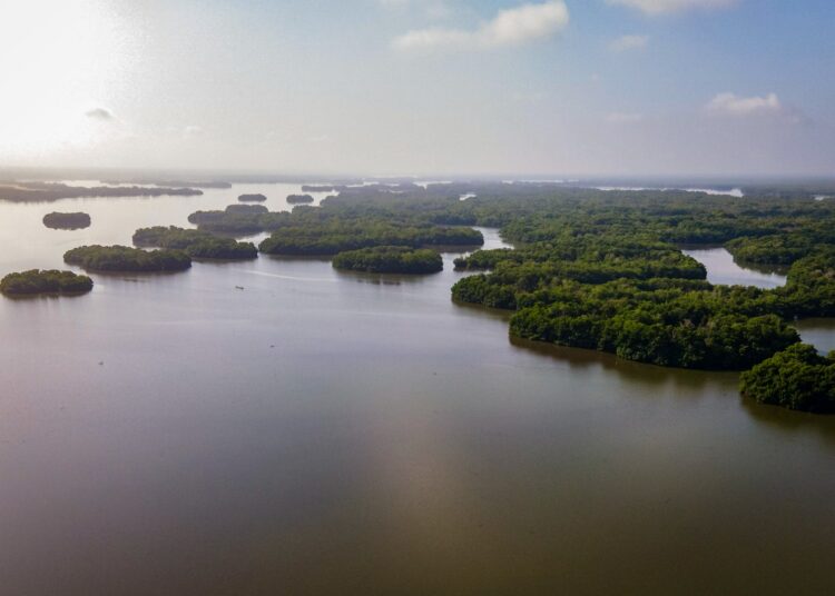 Así ejecutan rehabilitación de los caños en la Ciénaga Grande