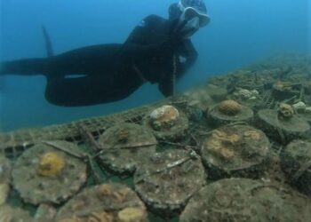 Corpamag lidera siembra  de corales en el país