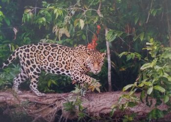 ¡El jaguar no es enemigo, es un aliado de la conservación!