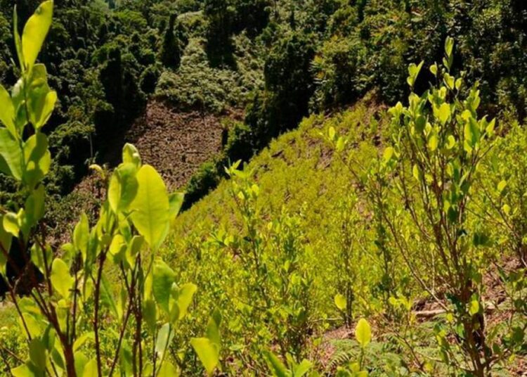 En la Sierra Nevada, Petro propone comprar la hoja coca para producir fertilizantes