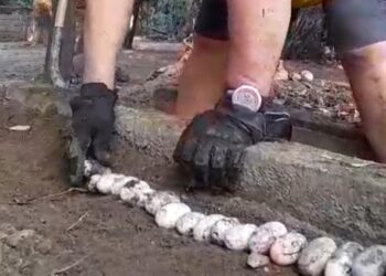 La lucha de Corpamag por salvar más de 1000 huevos de babillas 