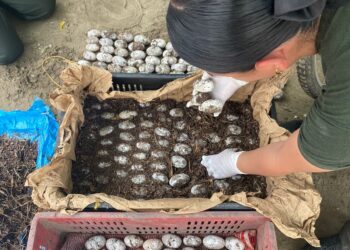 En El Piñón hallan 1074 huevos de babilla abandonados en canastillas