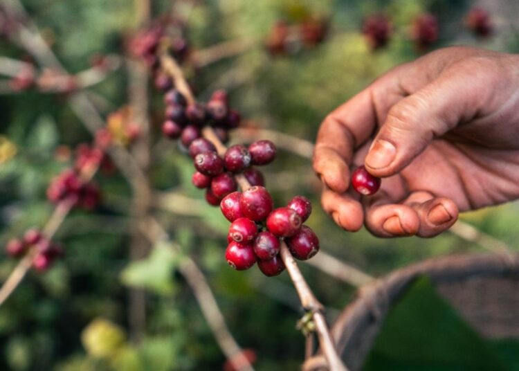 Santa Marta y Ciénaga serán sede de gran evento sobre el Café en el Caribe