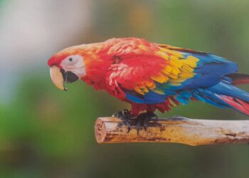 El CAVFS de Corpamag, refugio y opción de vida de los animales