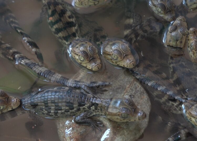 En Corpamag nacieron 90 babillas de las 1074 rescatadas en El Piñón