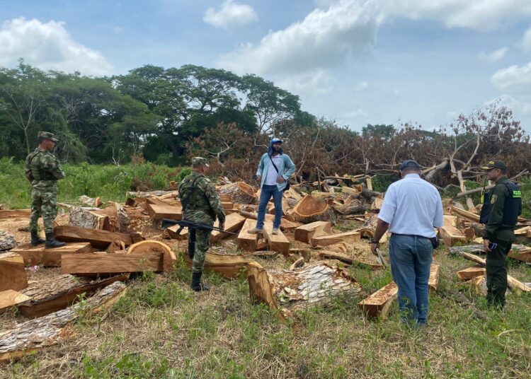 En una finca de El Piñón, Magdalena, incautan 150 bloques de madera