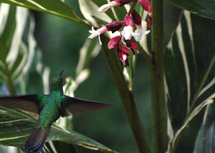 Santa Marta será sede de encuentro para la promoción del turismo de naturaleza