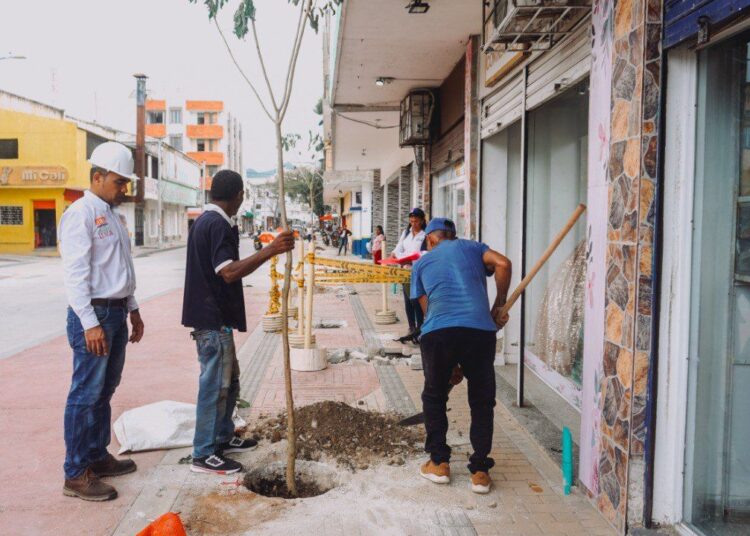 Inició la siembra de árboles de cañaguate en la Carrera Quinta