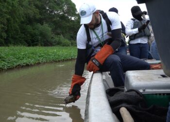 En Ciénaga Grande liberan 125 babillas,  56 hicoteas, 11 tortugas y un caimán