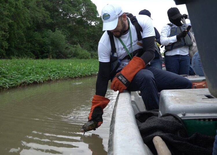 En Ciénaga Grande liberan 125 babillas,  56 hicoteas, 11 tortugas y un caimán