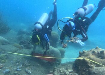 Trasplantan 62 colonias de corales en el Parque Tayrona.