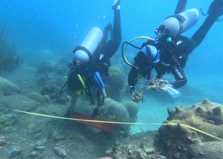 Trasplantan 62 colonias de corales en el Parque Tayrona.