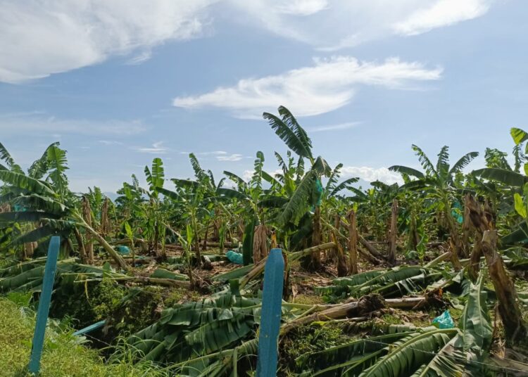 Los azotes del viento han generado pérdidas al sector bananero