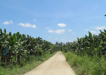 24 días sin homicidios en Zona Bananera