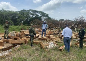 Decomisan madera que era comercializada de forma ilegal en El Piñón