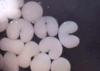 Sembraron 5.000 pólipos de coral en el Parque Tayrona