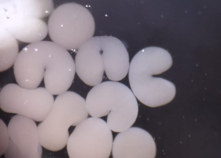 Sembraron 5.000 pólipos de coral en el Parque Tayrona