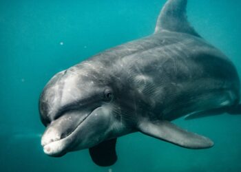 Delfín Nariz de Botella fue regresado al mar en Inca Inca