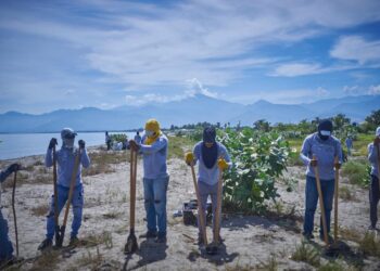 Con 18.600 plántulas de uva de playa revegetalizan zona crítica costera en Puebloviejo