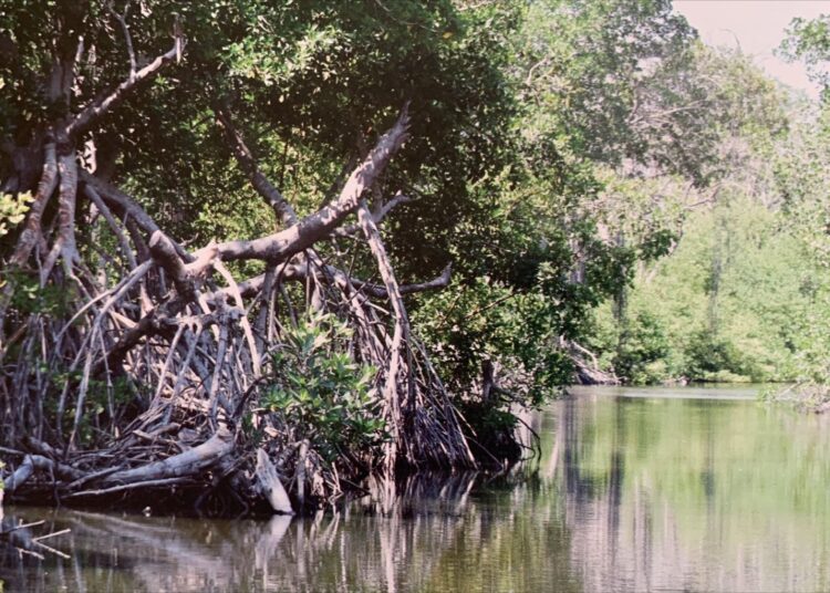 Corpamag, 4 años en pos de un Magdalena ambientalmente sostenible