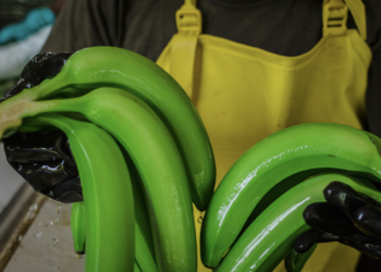 Bananeros piden acciones urgentes al sentirse inseguros y amenazados