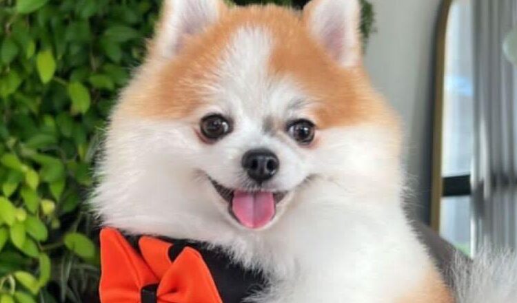 Le robaron su perrito porque no tenía dinero, joyas y celular