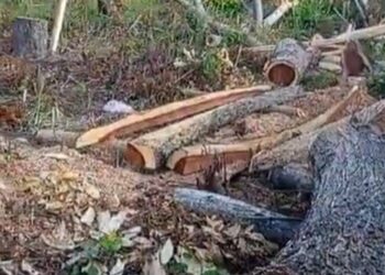 Denuncian tala indiscriminada en zonas boscosas de Ciénaga