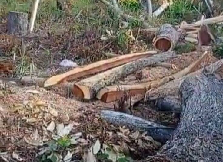 Denuncian tala indiscriminada en zonas boscosas de Ciénaga