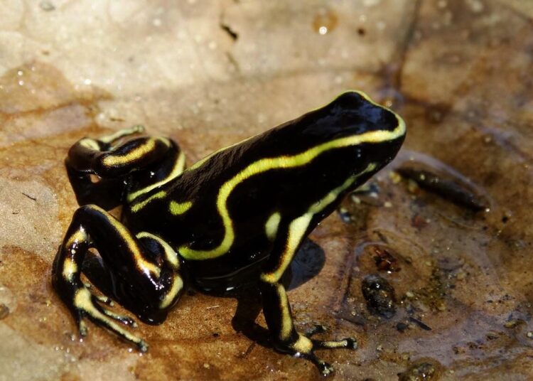 Investigación sobre ranas de la Sierra Nevada trasciende las fronteras del Magdalena