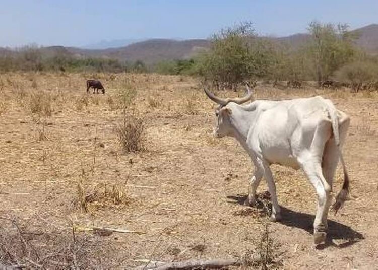 La sequía ha matado más de 2.900 reses en el Magdalena