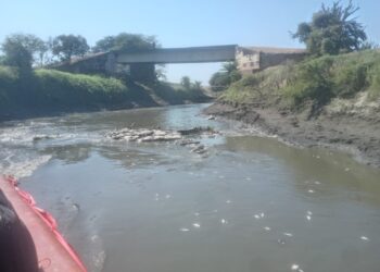 Corpamag reportó mortandad de peces en el Caño Zapayán