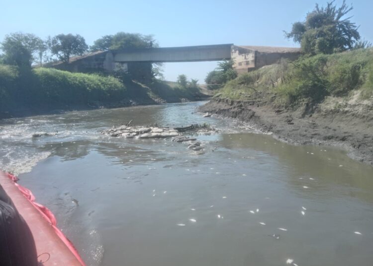 Corpamag reportó mortandad de peces en el Caño Zapayán