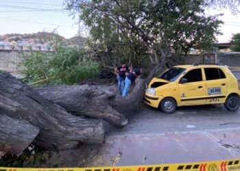 Árbol centenario se cayó sobre un taxi, en la Avenida del Ferrocarril